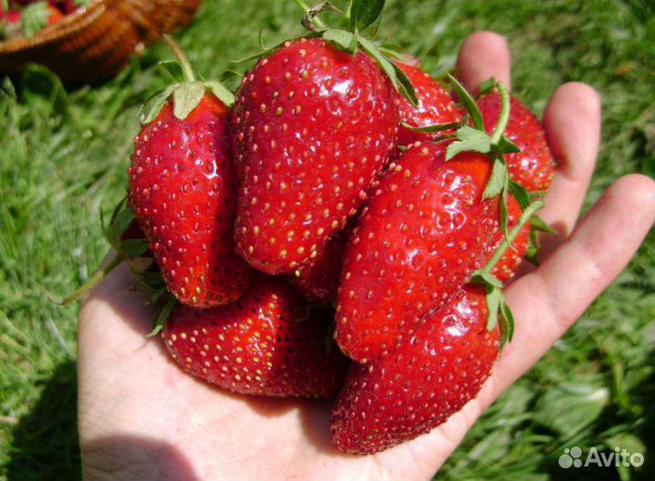 Клубника 