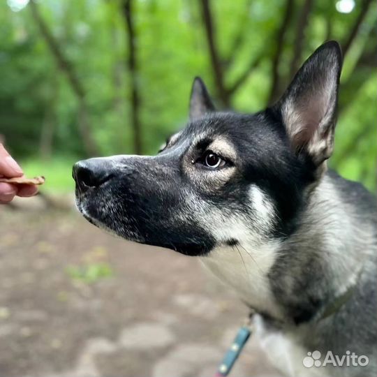 Хозяева выкинули Джуну на остановку