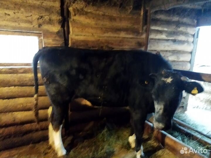 Стельная телка