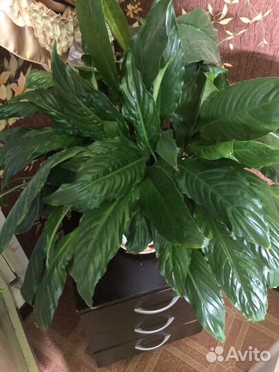 Спатифиллум (женское счастье )