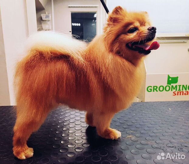 Стрижка собак, груминг, тримминг Советский район