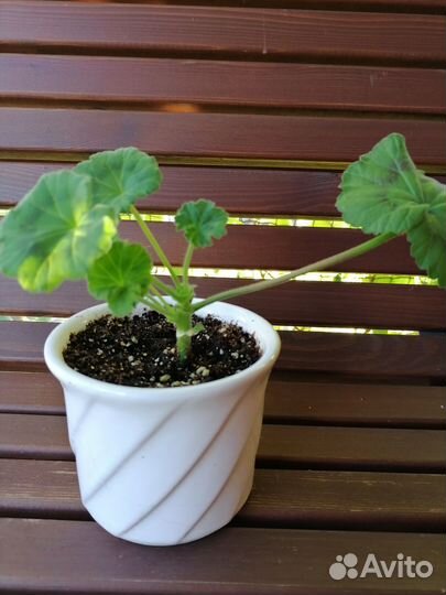 Пеларгонии сортовые