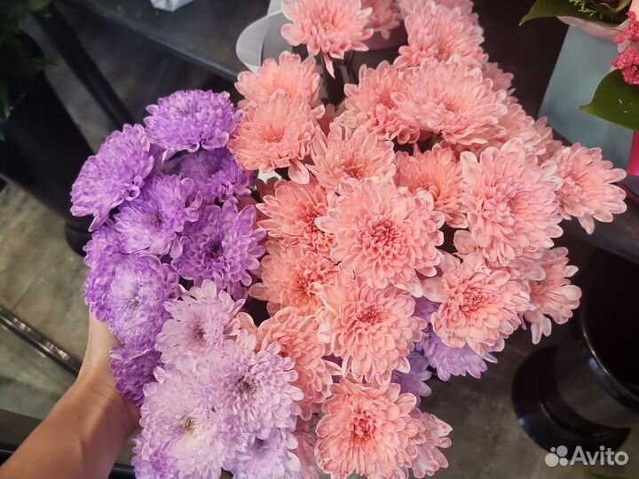 Хризантемы кустовые