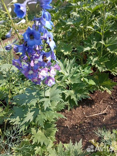 Дельфиниум