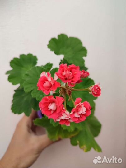 Пеларгония герань