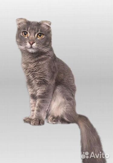 Красотка вислоушка