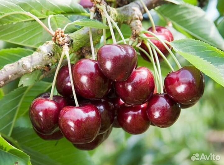 Черешня саженцы из питомника