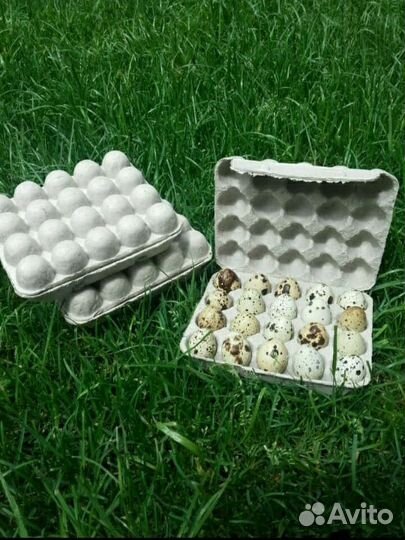 Упаковка для перепелиных яиц