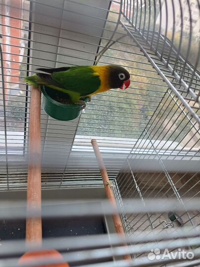 Попугай масковый неразлучник