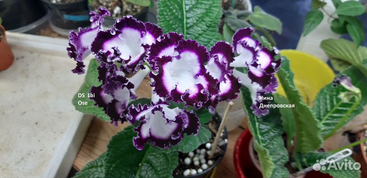 Продам цветущие стрептокарпусы