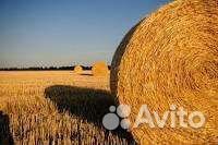 Продам солому