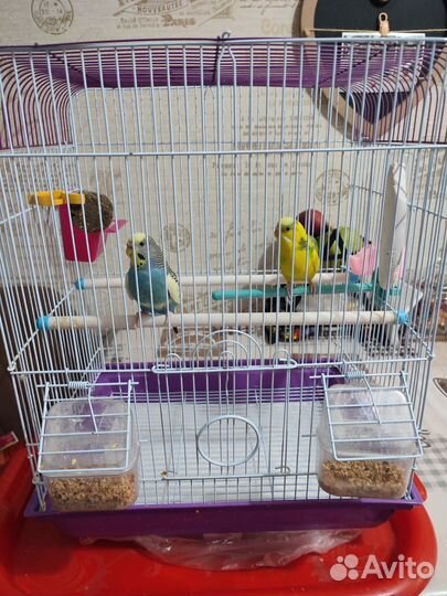 Волнистый попугай с клеткой