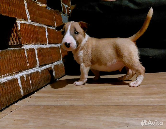 Бультерьер