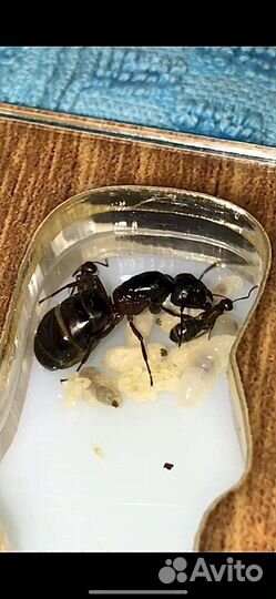 Муравьи camponotus herculeanus