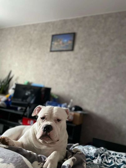 Американский булли