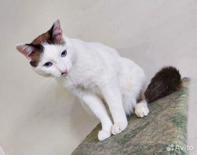 Обаятельный котик-кастрат с голубыми глазами