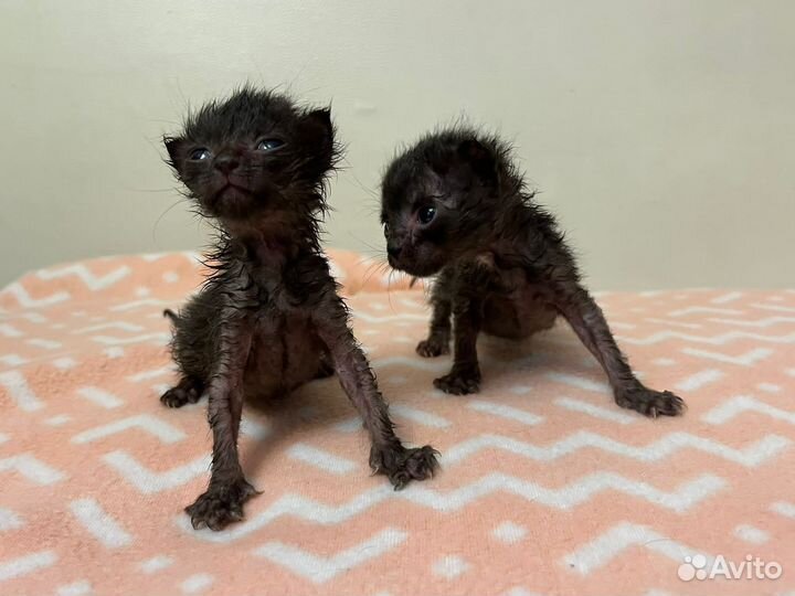 Котенок девочка в добрые руки