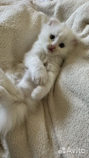 Вислоухий котенок в добрые руки