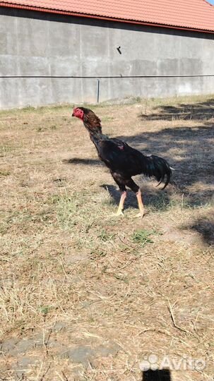 Бойцовые петухи