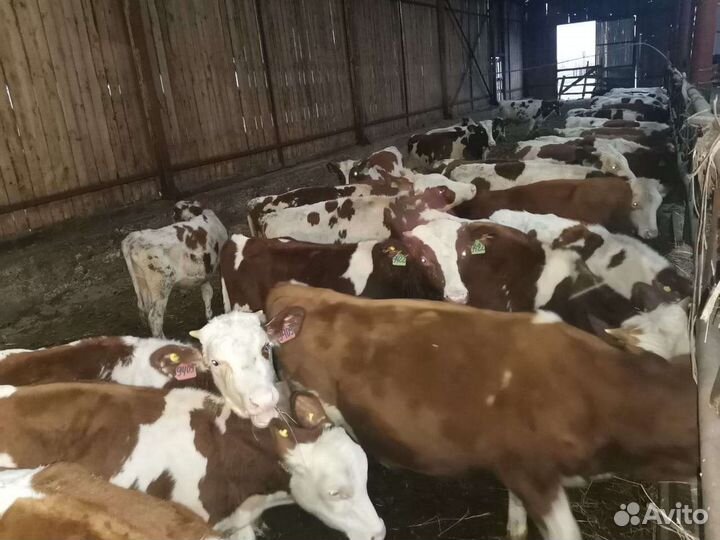 Тёлки, быки 8-9 мес