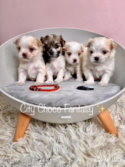 Белый йоркширский терьер