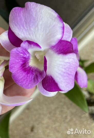 Орхидеи дендрофаленопсисы взрослые, дендробиумы