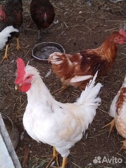 Молодые петухи