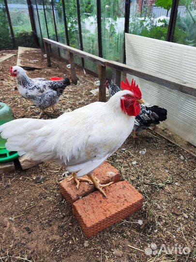 Молодые петухи