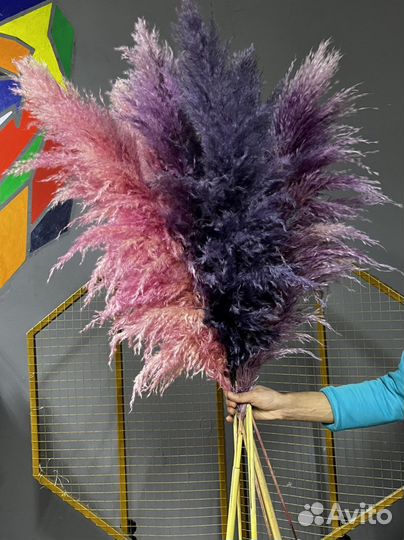 Пампасная трава