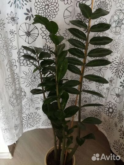 Замиокулькас (долларовое дерево)