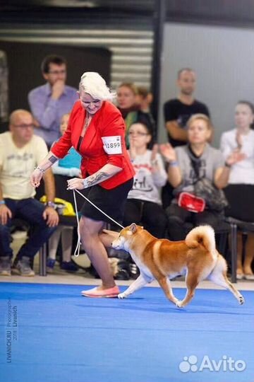 Вязка сиба ину