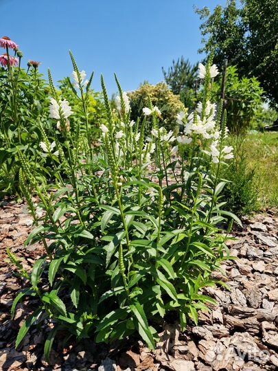 Многолетники по 100