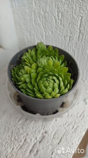 Молодило каменная роза