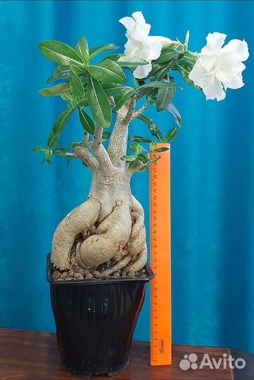 Адениум Обесум