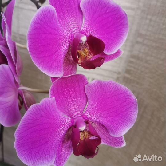 Орхидея фаленопсис