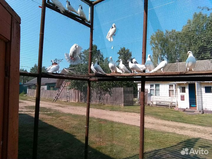 Пермские гривны голуби