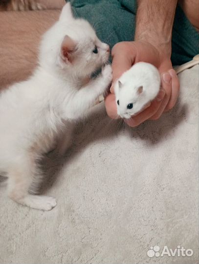 Котенок 2 месяца