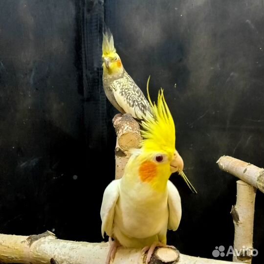Попугай корелла птенцы от 2,5 мес