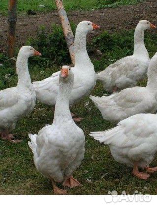 Гуси