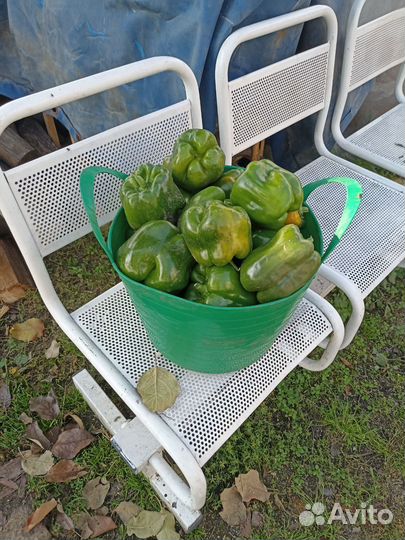 Перец болгарский домашний