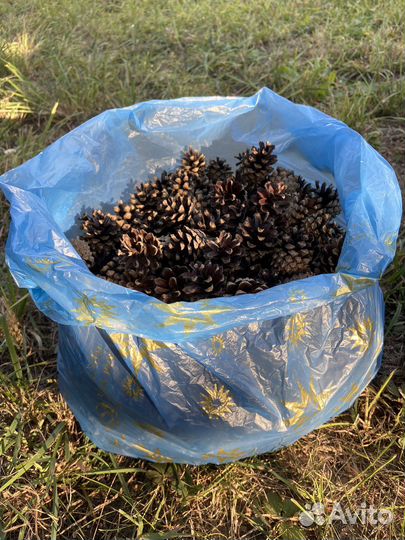 Шишки сосновые для поделок