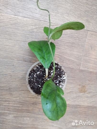 Дуранта, полисциасы