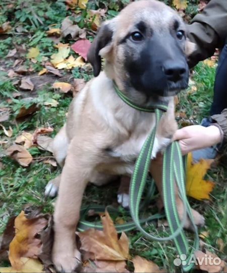 Малышки в поисках дома