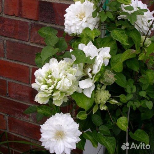 Саженцы клематиса