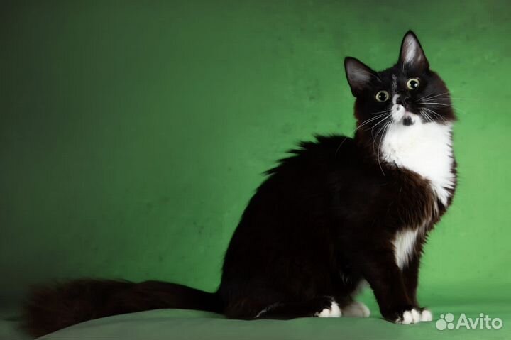 Черный пушистый котенок в дар