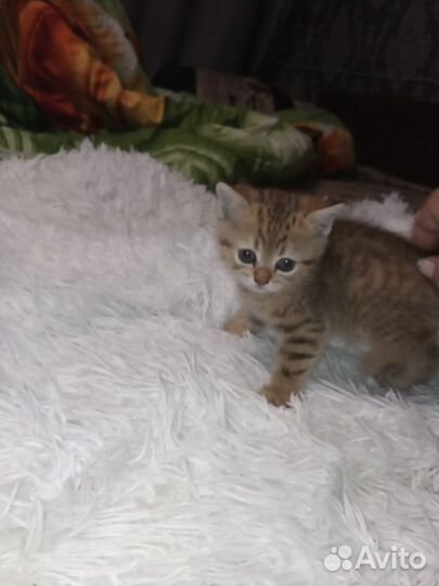 Кошка в дар бесплатно