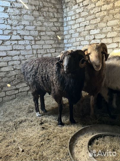 Плен бараны