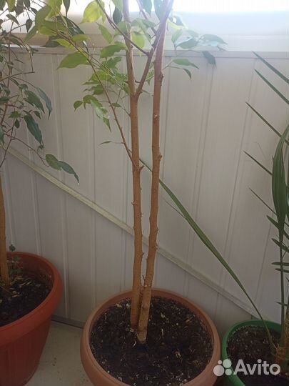 Продам фикус бенджамина