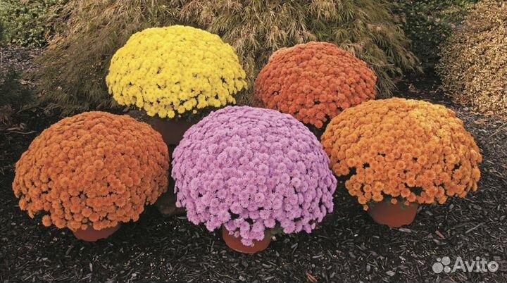 Хризантема мультифлора