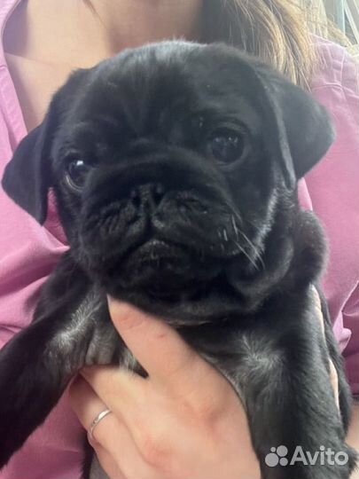 Щенки мопса